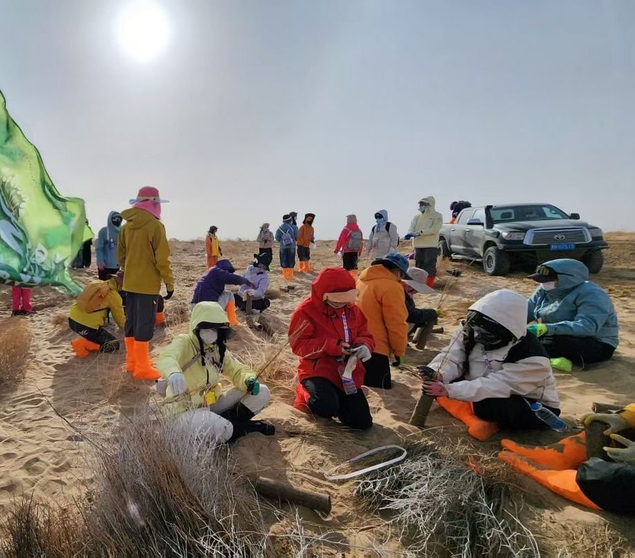 志愿者在民勤沙地参加治沙植树